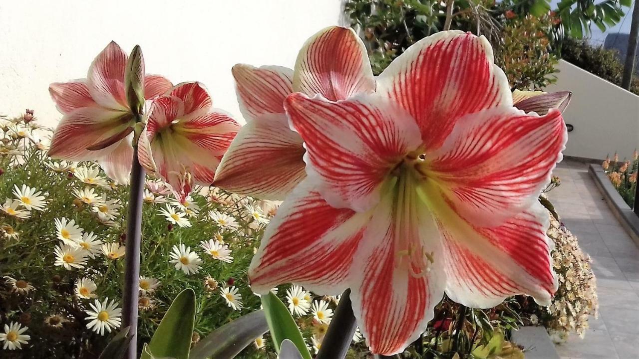 דירות פורטו דה קרוז Vivenda Linda Vista מראה חיצוני תמונה